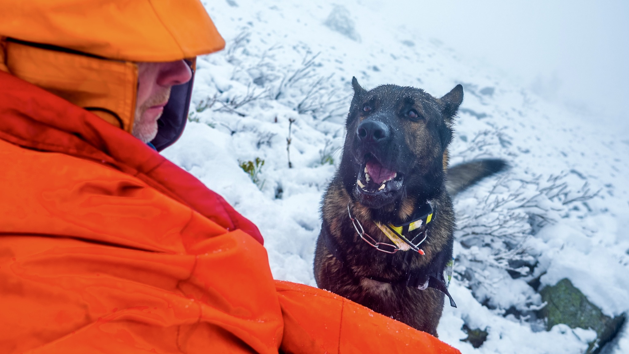 kynologicka rallye memorial stefana zavackeho 